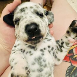 Dalmatian Puppies from Dalmation.Vacation