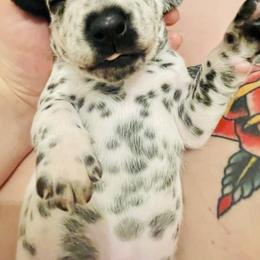 Dalmatian Puppies from Dalmation.Vacation