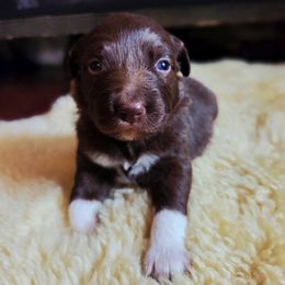 Australian Shepherd Puppies from The Fieldstead's Aussies