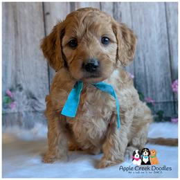 TAFFY - Multigen Goldendoodle - Medium - OFA-Genetics-Microchip-2 year warranty- ready 11-7 - Apricot female Goldendoodle puppy in Jeddo, Michigan from Apple Creek Doodles