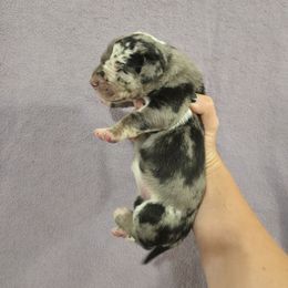 Nebula - Merle female Great Dane puppy in Metomen, Wisconsin from Arpin Great Danes