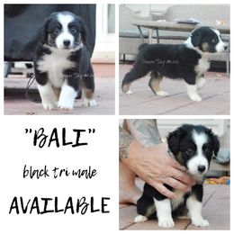 Bali - Black tri male Miniature American Shepherd puppy in Montpelier, Virginia from Copper Sky Aussies & Mini American Shepherds