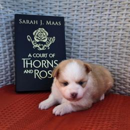 Lucian - Red and white male Pomsky puppy in Sumter, South Carolina from Emerald Skies Pomskies