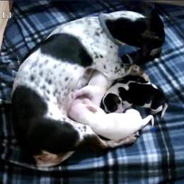 Daisy - Dachshund