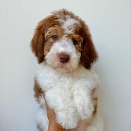 June - Tri-color female Bernedoodle puppy in Greeneville, Tennessee from My Two Doodles