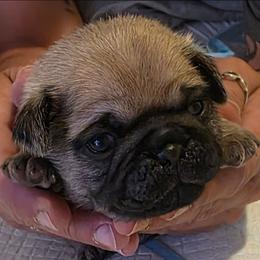 Blue Collar - Fawn male Pug puppy in New Braunfels, Texas from Kex Pug Haus