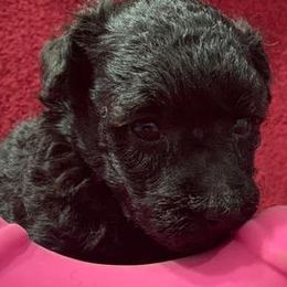 Basenjis, Cavalier King Charles Spaniels, Goldendoodles, Havanese, and Poodles from Atlas Farm and Kennels, Inc