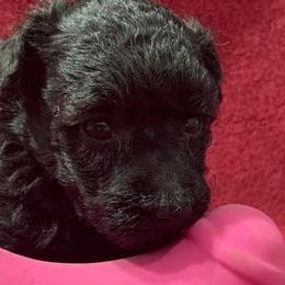 Basenjis, Cavalier King Charles Spaniels, Goldendoodles, Havanese, and Poodles from Atlas Farm and Kennels, Inc