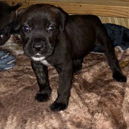 Girl 4 - Black brindle female Cane Corso puppy in Sienna, Texas from Robinson Elite Corsos