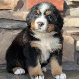 Dexter 4 - Black rust and white male Bernese Mountain Dog puppy in Stone Creek, Ohio from Highland Meadows