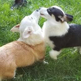 Pembroke Welsh Corgis from Sharon's Corgis