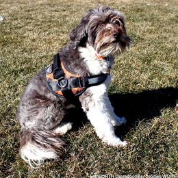 Ringo - Australian Labradoodle