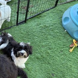 Boy 3 - Black and white male Havanese puppy in Danville, Alabama from Candy Cross' Havanese and Miniature Poodles