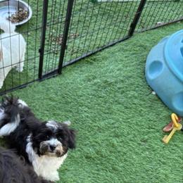 Boy 3 - Black and white male Havanese puppy in Danville, Alabama from Candy Cross' Havanese and Miniature Poodles