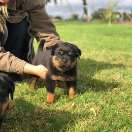 Rottweiler Puppies from Gottlïchen Rottweilers
