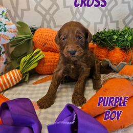 Cross - Red  male Goldendoodle puppy in Haughton, Louisiana from Bailey’s Cajun Canines