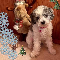 Cockapoo and Golden Mountain Doodle Puppies from Doodles of Joy