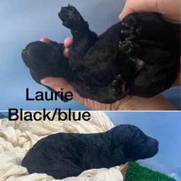 Laurie - Black male Poodle puppy in Greenville, North Carolina from Grace Poodles