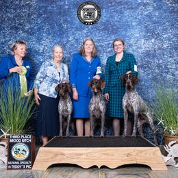 German Shorthaired Pointer All Grown Up from Halestorm Kennel