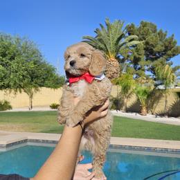 Cavapoo Puppies from Cool Cavapoos