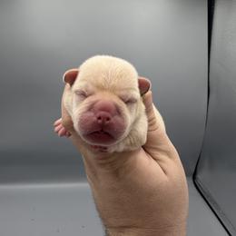 Severus - Cream male French Bulldog puppy in Largo, Florida from Infinity Frenchies