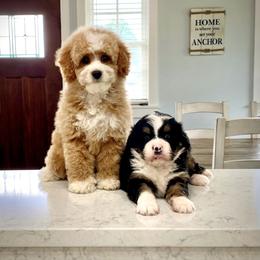 Bernedoodle and Goldendoodle Puppies from Point Breeze Doodles, LLC