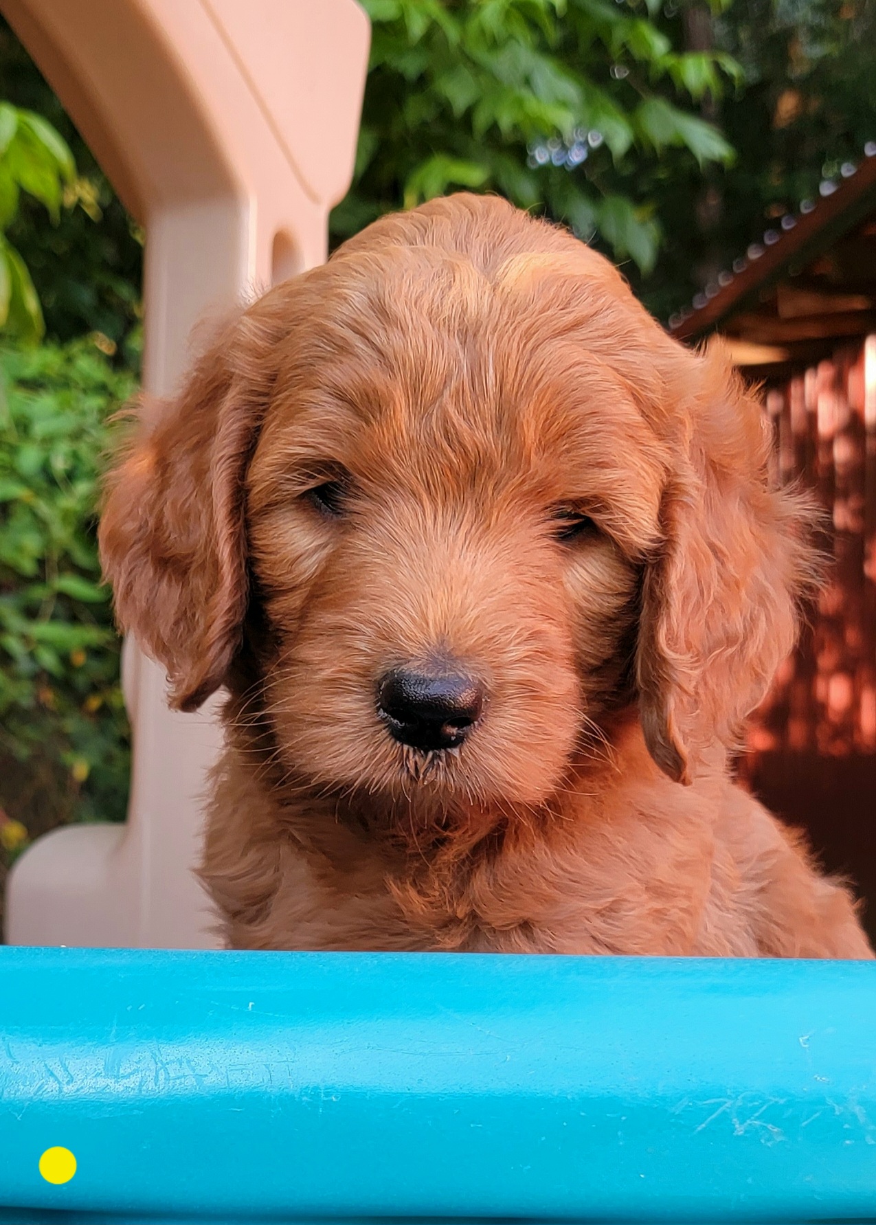 Assorted Doodle Crosses and Poodle Puppies from Center Hill Poodles and Doodles