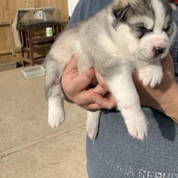 Siberian Husky Puppies from Addicted to the husky life
