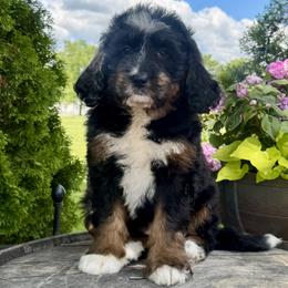 Lucia - Tri-color female Bernedoodle puppy in New Haven, Indiana from Quaint Haven Bernedoodles