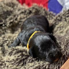 Poodle and Whoodle Puppies from Kalin’s K9s