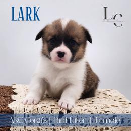 Lark - Sable female Pembroke Welsh Corgi puppy in Pine Village, Indiana from NL Horsemanship