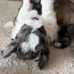 Havanese, Havapoo, and Poodle Puppies from Parlor Pups
