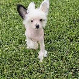 Grant Long Star Angel - White and black male Chinese Crested puppy in Amarillo, Texas from Victoria's Chinese Cresteds Long Star Angels