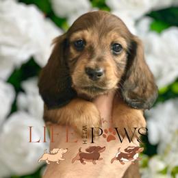 Ash(blue) - Cream male Dachshund puppy in Palm Bay, Florida from Life With Mini Paws