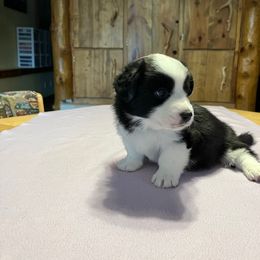 Green - Black and white male Cardigan Welsh Corgi puppy in Divide, Colorado from Aspen Peak Corgis