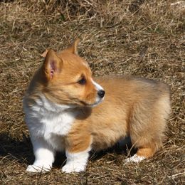 Pembroke Welsh Corgi Puppies from AB Ranch