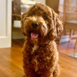 Ollie - Australian Labradoodle