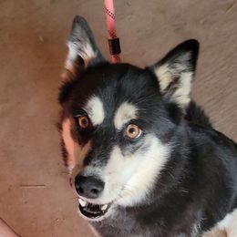 Luna - Tri-color female Pomsky puppy in Weir, Texas from Bluebonnet Pomskies
