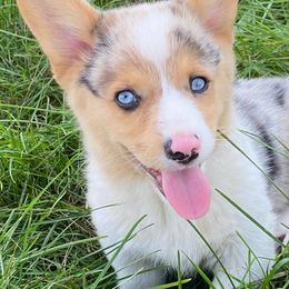 American Corgis, Cardigan Welsh Corgis, and Pembroke Welsh Corgis from Schumaker Corgis