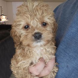 Magnolia - Red female Cockapoo puppy in Galena, Illinois from Perry's doodles