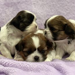 Shih Tzus from Brockle Rock