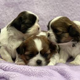 Shih Tzus from Brockle Rock