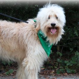 Alice - Goldendoodle