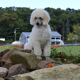 Poodle Puppies from D and D Standard Poodles