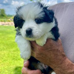 Kayak - Black tri male Toy Australian Shepherd puppy in Bristow, Iowa from Pine Ridge Toy and Mini Aussies