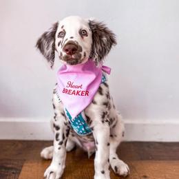 Dalmatian Puppies from Spotted Jewels Dalmatians