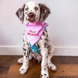 Dalmatian Puppies from Spotted Jewels Dalmatians
