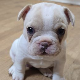 Pip - French Bulldog puppy from JNS Frenchies