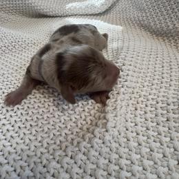 Cockapoo and Dachshund Puppies from Cochran's Cockapoo's