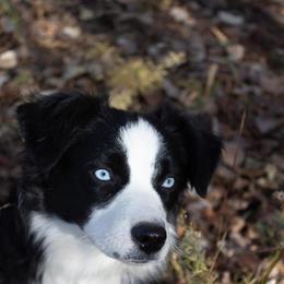 Miniature Australian Shepherd puppies from Iron Spirit Homestead & Aussies